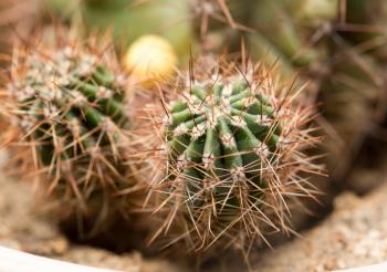 home cactus. macro