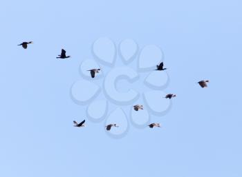 a flock of birds flying south in the blue sky