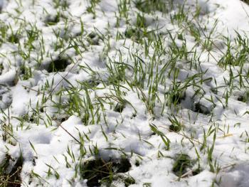 Green grass in the snow on the nature