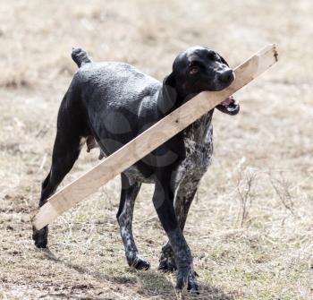 Dog playing with a stick on nature .