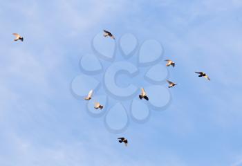 a flock of pigeons in the sky .