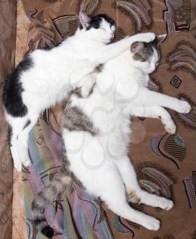 Two cats sleep sweetly on the couch .