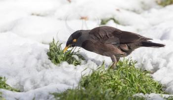 A starling on the ground in winter