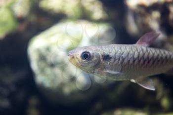 Beautiful fish floating in an aquarium in the zoo
