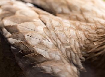Feathers of an eagle as a background in nature