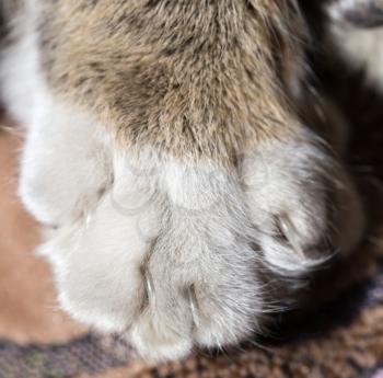 Paws of a cat on a couch .