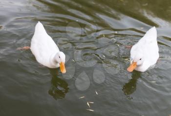Beautiful birds floating in the lake in the nature