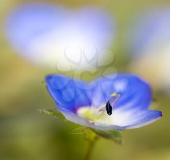 Beautiful little blue flower on nature. macro