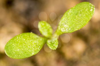 green sprout in the ground. macro . A photo
