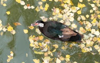 duck on the lake in autumn . A photo