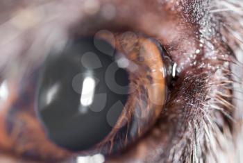A dog eyes. A macro . A photo