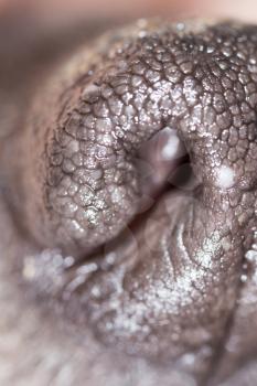 dog's nose. macro  A photo