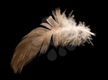 feather on a black background . A photo