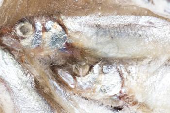 A frozen capelin as background . Cooking food
