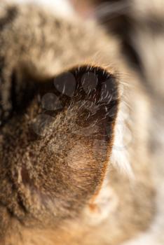 The cat's ear as a background. macro