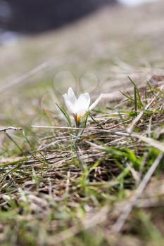 Beautiful white snowdrop flower on nature outdoors
