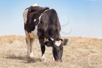 Cow on the pasture in the field .