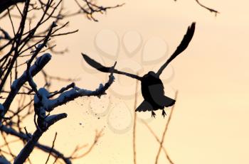 crow in flight at sunset . A photo