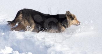 Dog in the snow in the winter .