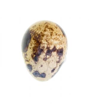 quail egg on a white background . A photo