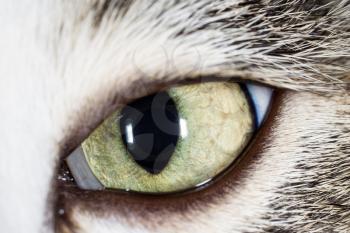 Open cat's eye as a background. macro