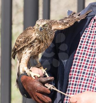 Steppe bird predator hawk on the man's hand