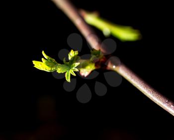 Bud grows on a tree branch on a black background