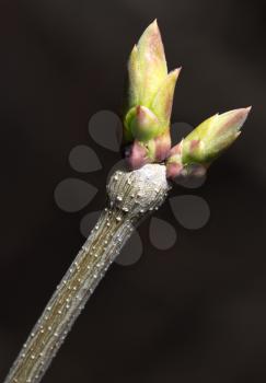 Bud grows on a tree branch on a black background .