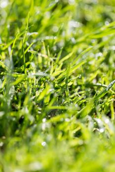 Green grass in the dew on the nature .