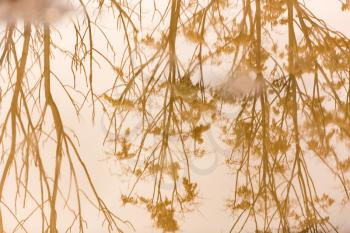 Branches of a tree reflected in a puddle on the road .