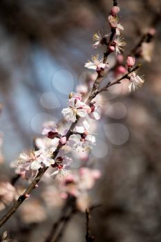 Beautiful flowers on apricot tree in spring .