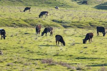 Cows graze on pasture on nature in spring