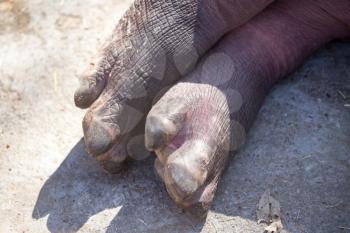The foot of a small hippopotamus in nature