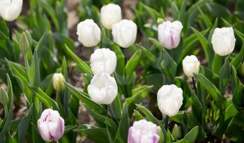Beautiful white tulips in a park in nature