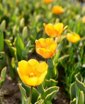Beautiful yellow tulips in a park in nature