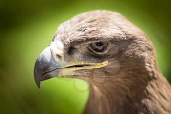 Portrait of an eagle in a park in nature