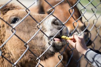 The horse eats behind a metal fence in zoos