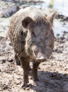 Big boar in the mud on the nature