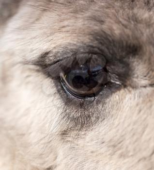 The eye of the llama in the zoo. macro