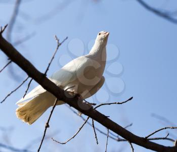 White dove on a tree against a blue sky .