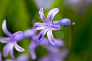 Beautiful blue flower in a park on nature. macro