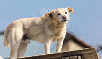Dog on the roof of the house .