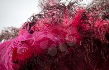 Beautiful fluffy red bird feathers as background