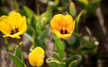 Beautiful yellow tulips in a park in nature