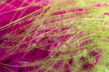 Green and pink feathers as a background. Macro