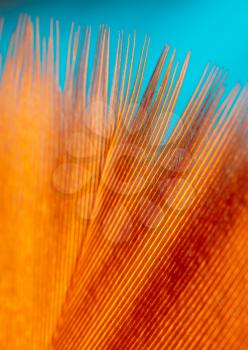 Orange feather as an abstract background. Macro