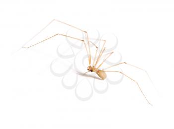 Spider with thin paws on a white background .