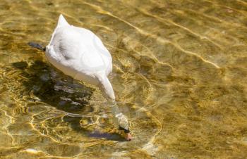 White swan swims in the lake in the open air .