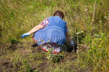 Grandmother tears off the grass in the garden .