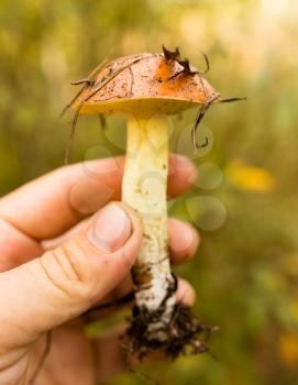 Mushroom in the hand of a mushroom picker in the forest .
